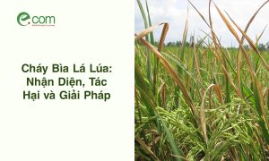 Bệnh Cháy Bìa Lá Lúa