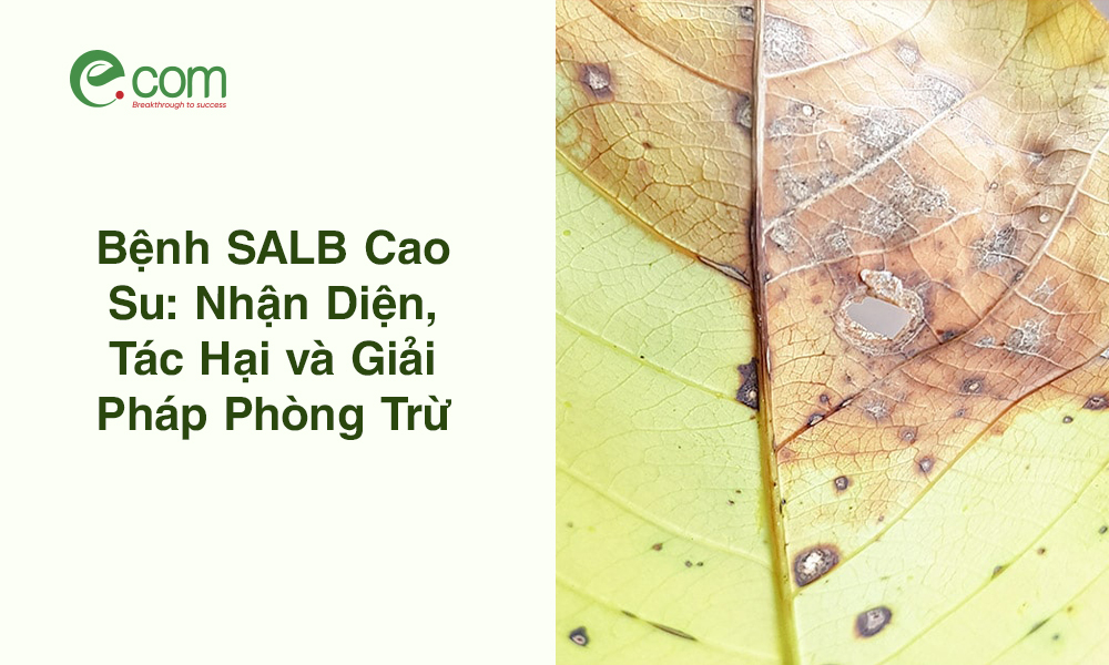 Bệnh Đốm Lá Cao Su