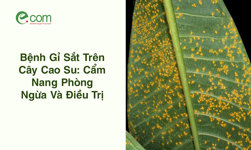 Bệnh Gỉ Sắt Cây Cao Su