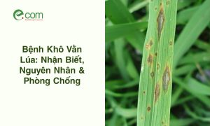Bệnh Khô Vằn Lúa