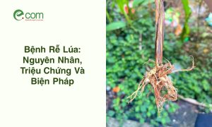 Bệnh Rễ Lúa