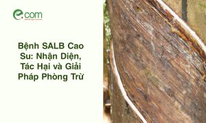 Bệnh SALB Cao Su