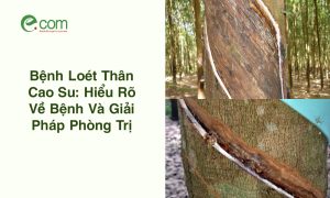 Bệnh Loét Thân Cao Su