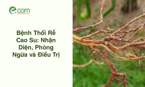 Bệnh Thối Rễ Cao Su