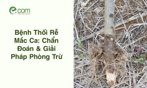 Bệnh Thối Rễ Mắc Ca