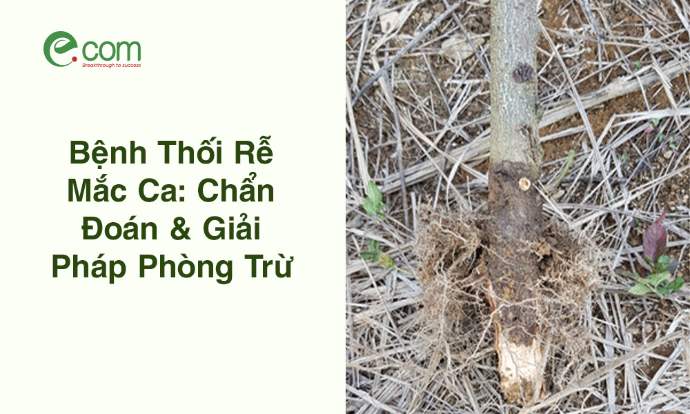 Bệnh Thối Rễ Mắc Ca