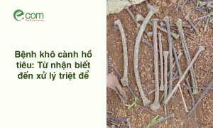 Bệnh Khô Cành Hồ Tiêu