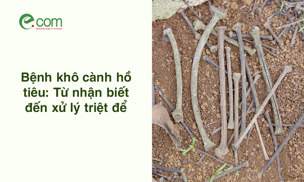 Bệnh Khô Cành Hồ Tiêu