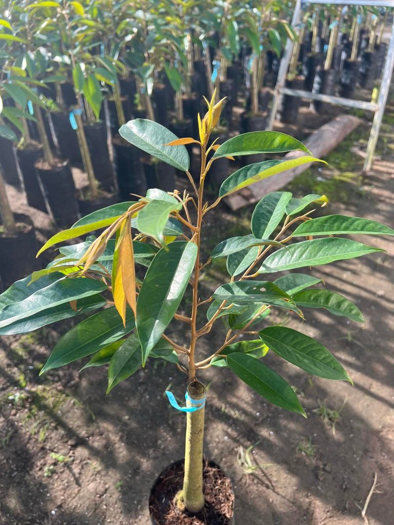Chọn Mua Giống Sầu Riêng