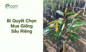Chọn Mua Giống Sầu Riêng