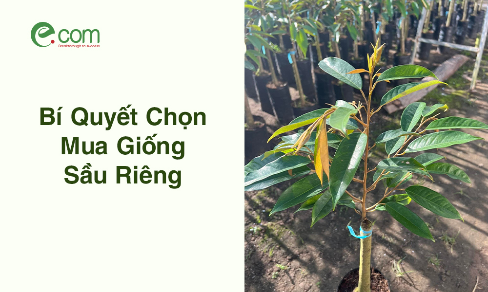 Chọn Mua Giống Sầu Riêng