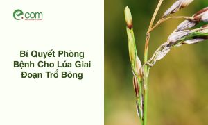 Lúa Giai Đoạn Trổ Bông