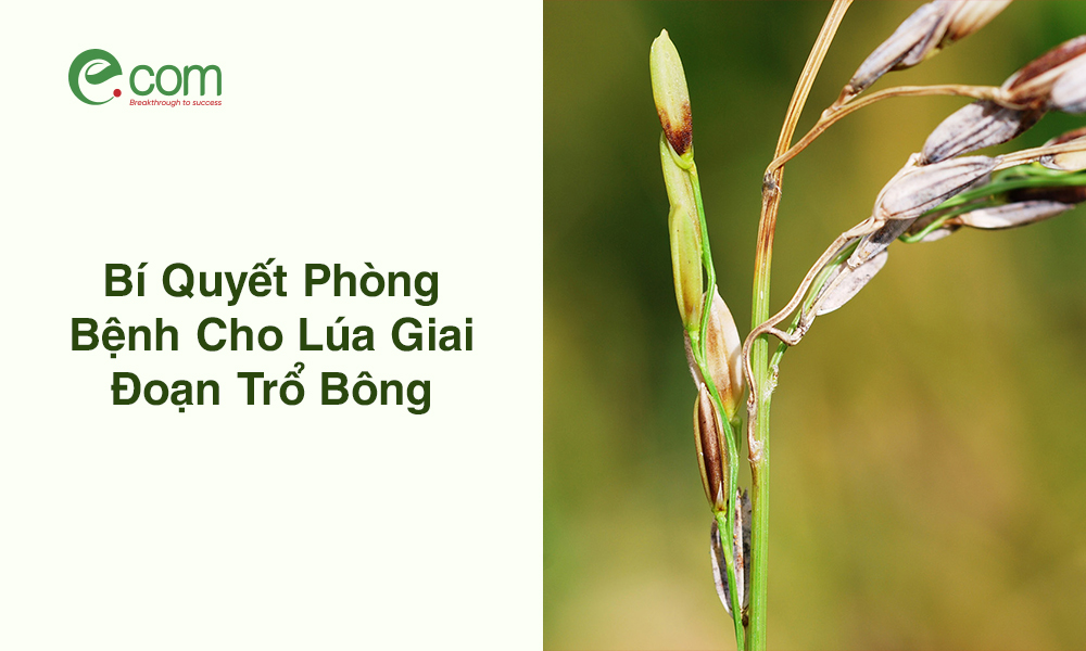 Lúa Giai Đoạn Trổ Bông