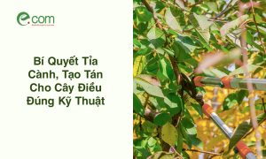 tỉa cành, tạo tán cho cây điều