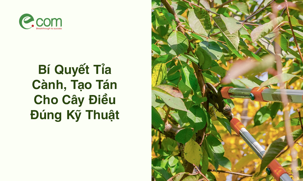 tỉa cành, tạo tán cho cây điều
