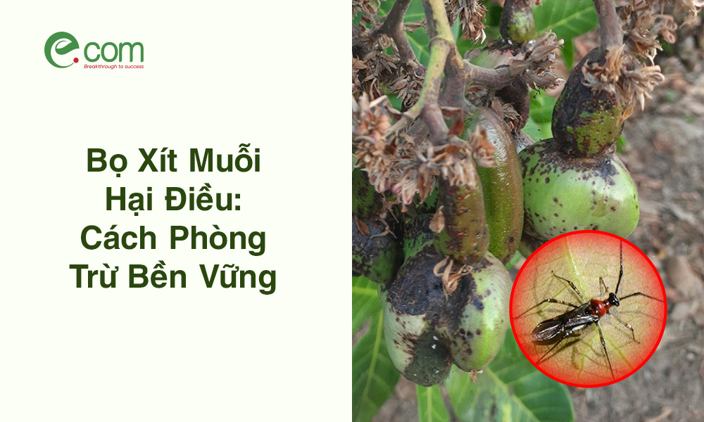 Bọ Xít Muỗi Hại Điều