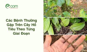 Cây Hồ Tiêu Theo Giai Đoạn