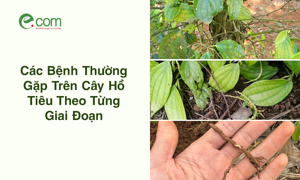 Cây Hồ Tiêu Theo Giai Đoạn