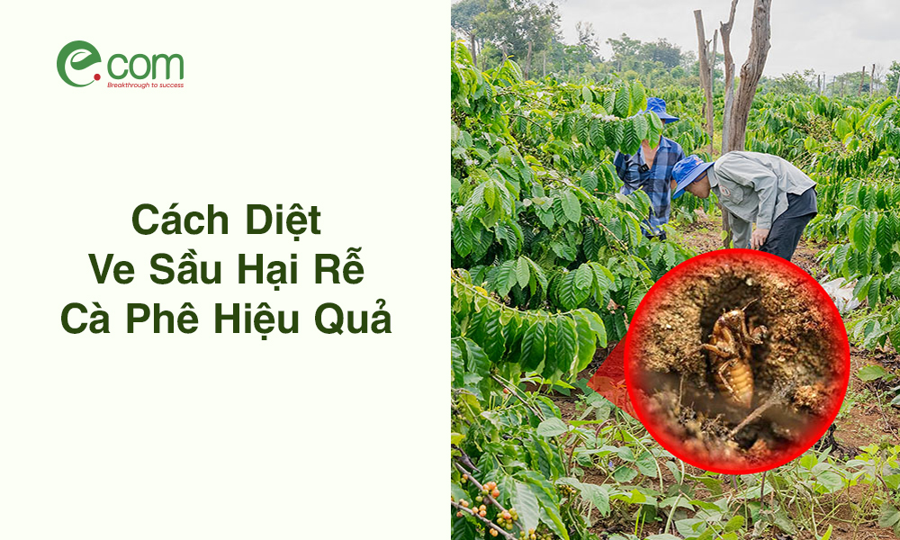 Cách Diệt Ve Sầu Hại Rễ Cà Phê