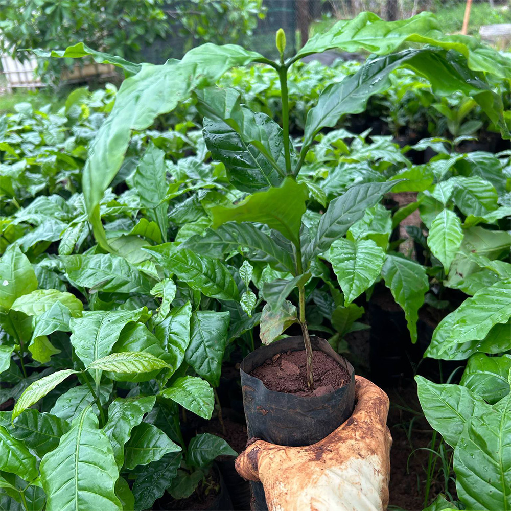chọn giống cà phê