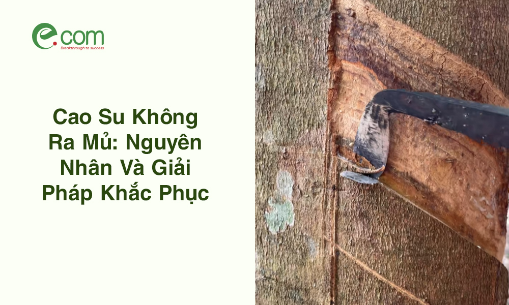 Cao Su Không Ra Mủ