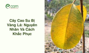 vàng lá cao su