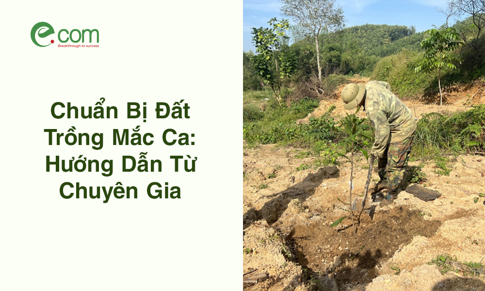 Chuẩn Bị Đất Trồng Mắc Ca