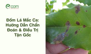 Đốm Lá Mắc Ca