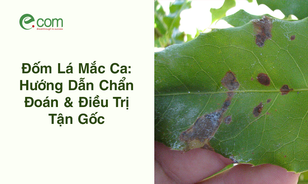 Đốm Lá Mắc Ca