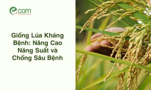 15+ Giống Lúa Kháng Bệnh
