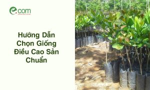 Chọn Giống Điều Cao Sản