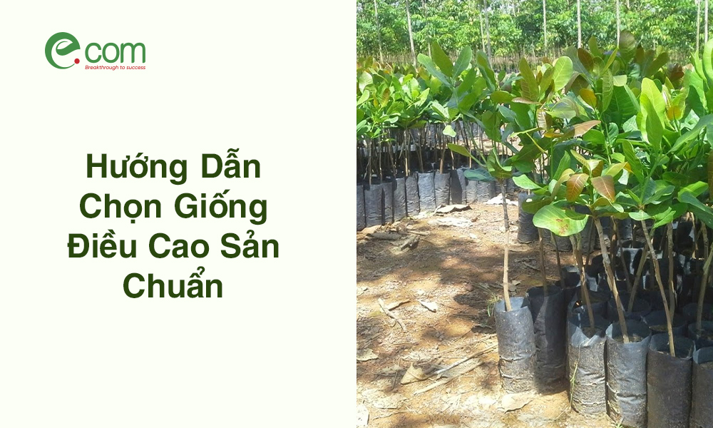 Chọn Giống Điều Cao Sản