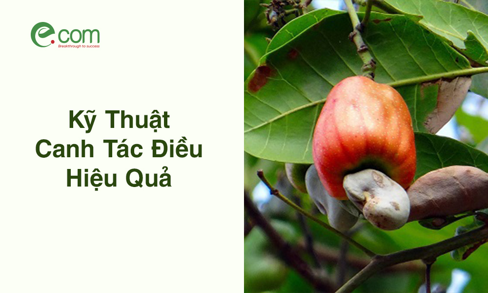 Canh Tác Điều Hiệu Quả