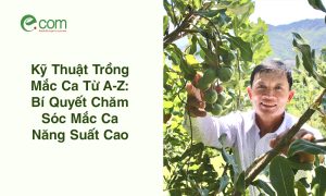 Kỹ Thuật Trồng Mắc Ca