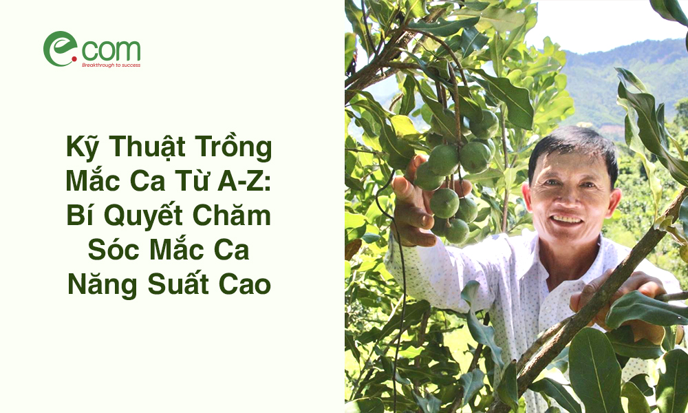 Kỹ Thuật Trồng Mắc Ca