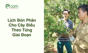 Lịch Bón Phân Cho Điều