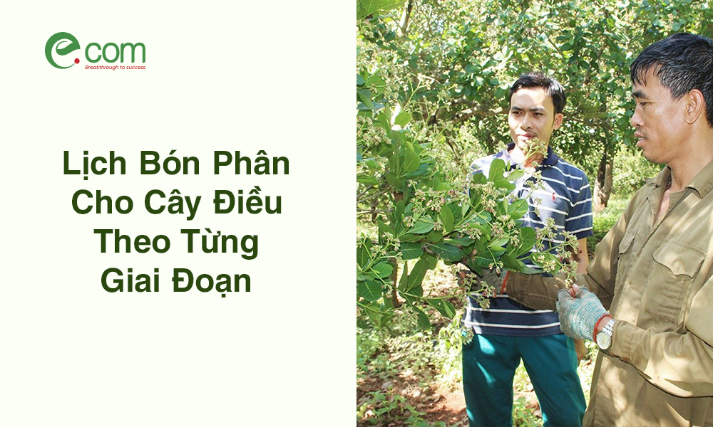 Lịch Bón Phân Cho Điều