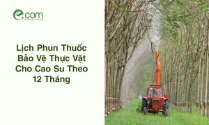 Phun Thuốc Cao Su