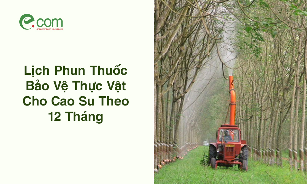 Phun Thuốc Cao Su