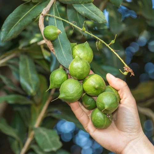 Lịch Phun Thuốc Mắc Ca