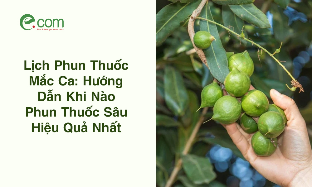 Lịch Phun Thuốc Mắc Ca