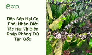 rệp sáp hại cà phê