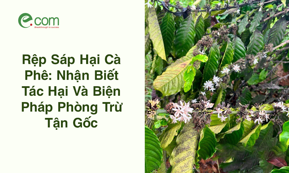 rệp sáp hại cà phê
