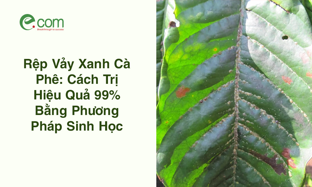 Rệp Vảy Xanh Cà Phê