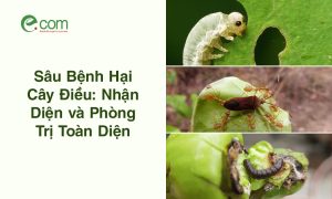 Sâu Bệnh Hại Cây Điều