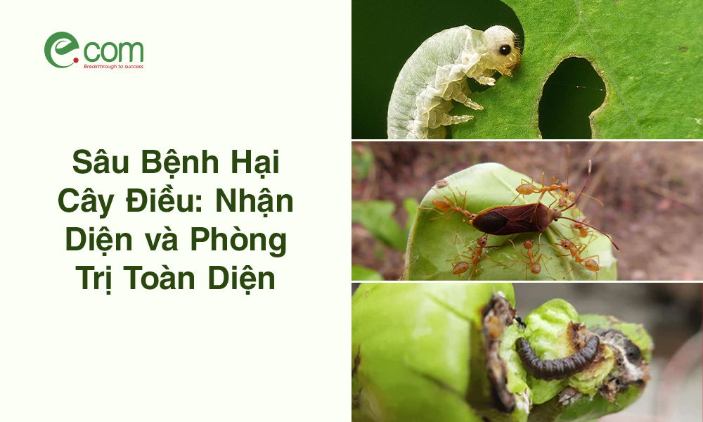 Sâu Bệnh Hại Cây Điều
