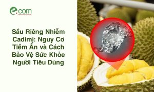Sầu Riêng Nhiễm Cadimi