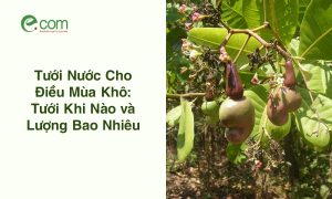 Tưới Nước Cho Cây Điều
