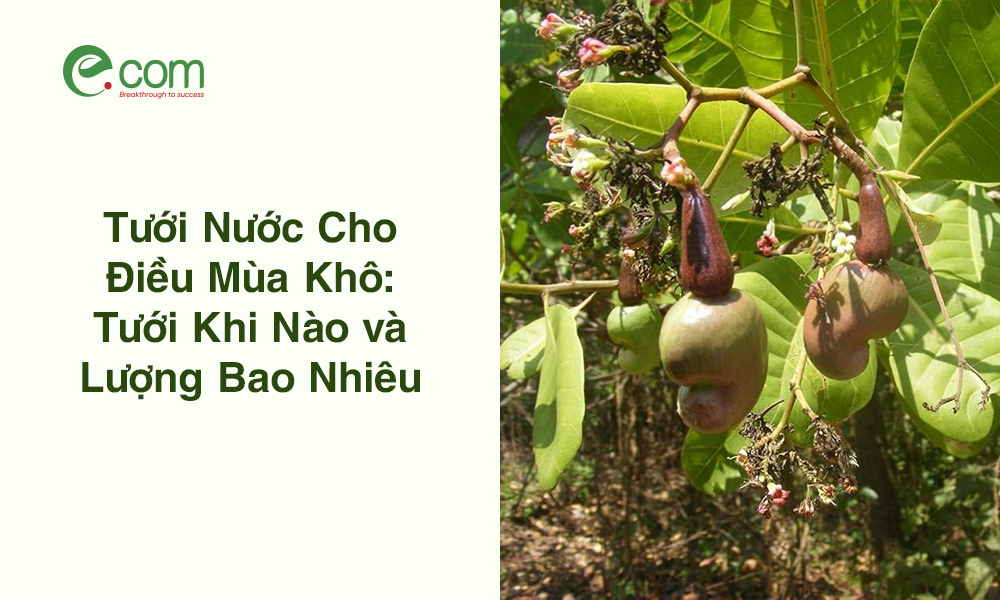 Tưới Nước Cho Cây Điều