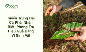 Tuyến Trùng Hại Cà Phê